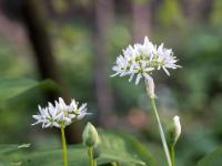Zwei Bärlauch Blütenrispen und mehrere Knospen